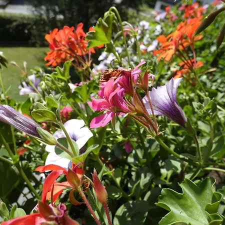 Familie Foidl Bairerbauer Оберндорф (Тироль)